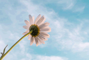 Pizza: What the Data Reveals About Value and Profit